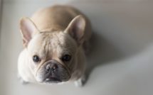 French bulldog sit and looking