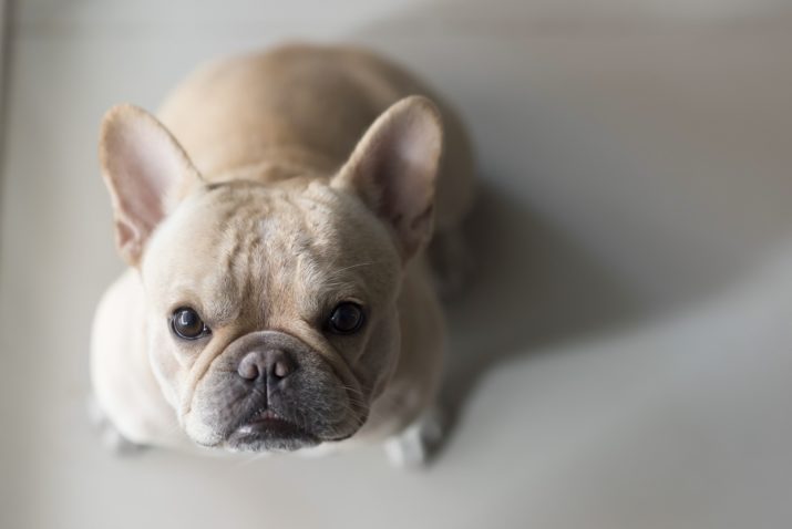 French bulldog sit and looking