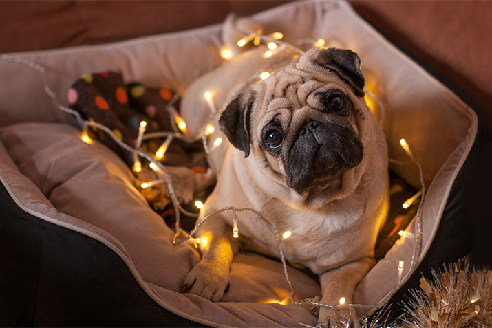 15 Holiday Activities To Do With Your Dog